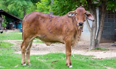 *लंपी  आजारापासून शेतकऱ्यांनी सतर्क रहावे- पशुधन विकास विस्तार अधिकारी श्रीमती प्रियंका जाधव यांचे आव्हान:*