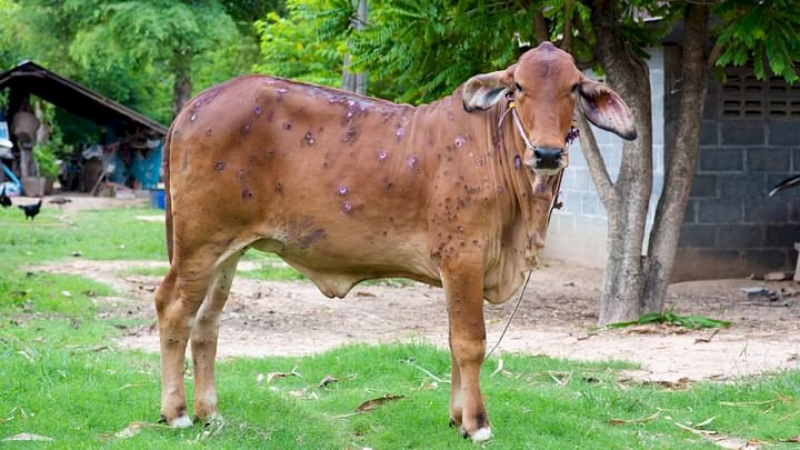 *लंपी  आजारापासून शेतकऱ्यांनी सतर्क रहावे- पशुधन विकास विस्तार अधिकारी श्रीमती प्रियंका जाधव यांचे आव्हान:*