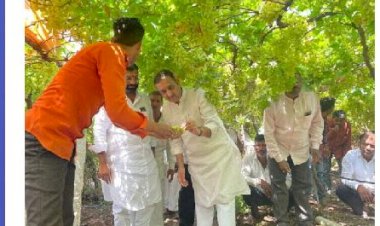 पंढरपूर तालुक्यातील नुकसानग्रस्त फळबागांची पाहणी करून तातडीने पंचनामे करण्याची - चेअरमन प्रशांत परिचारक यांची मागणी..