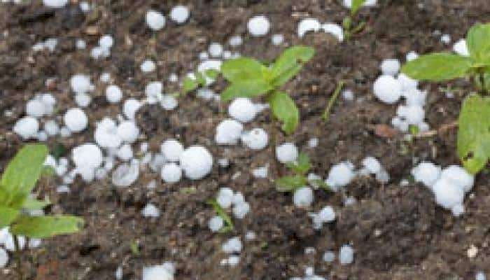 अवकाळी पावसाने १०४ गावातील पिकांचे भयंकर नुकसान