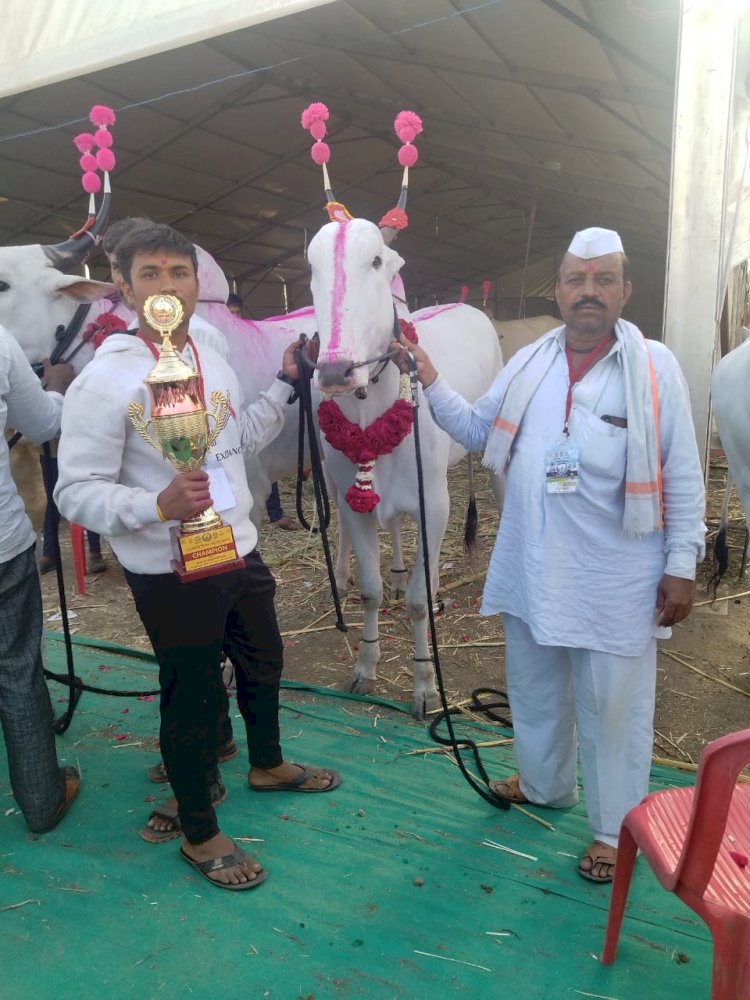 सिद्धेवाडीतील राजा वळूला मिळाला हिंदकेसरी चषकाचा पुरस्कार