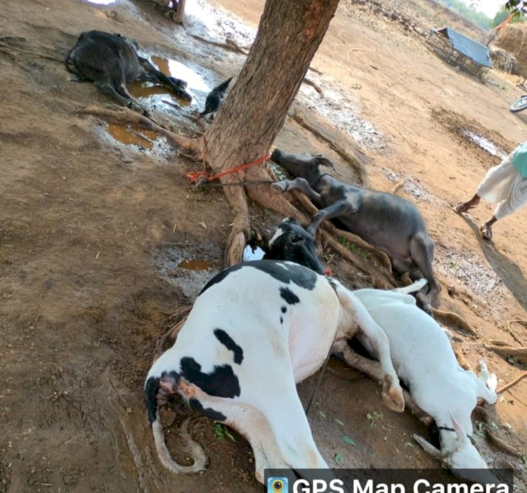 नंदेश्वर येथे वीज पडून ऐकाच वेळी चार जनावरे  मृत पावली