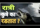 कुत्रे रात्रीच्या सुमारास का रडतात? कारण वाचून वाटेल आश्चर्य