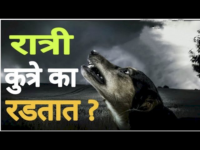 कुत्रे रात्रीच्या सुमारास का रडतात? कारण वाचून वाटेल आश्चर्य