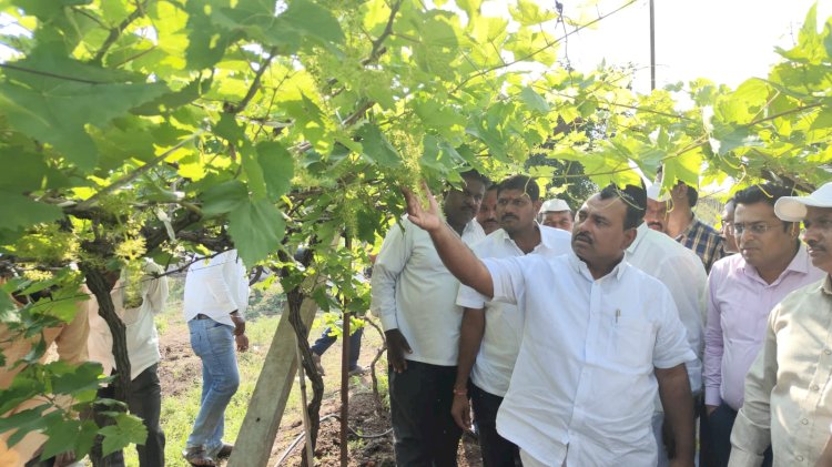अवकाळी पावसाने नुकसानग्रस्त झालेल्या द्राक्ष बागांची आमदार समाधान आवताडे  केली पाहणी