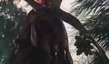 देवडे येथील शेतकऱ्याच्या शेतातील झाडावर वीज कोसळली, मोठ्या आवाजाने नागरिक घाबरले