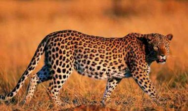 तुंगत परिसरात बिबट्या सदृश प्राण्याची दहशत,  ग्रामस्थांमध्ये भितीचे वातावरण