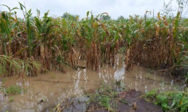 अतिवृष्टी व पुराच्या पाण्यामुळे झालेल्या शेती पिकाच्या नुकसानीचे पंचनामे त्वरित करावेत - जिल्हाधिकारी कुमार आशीर्वाद
