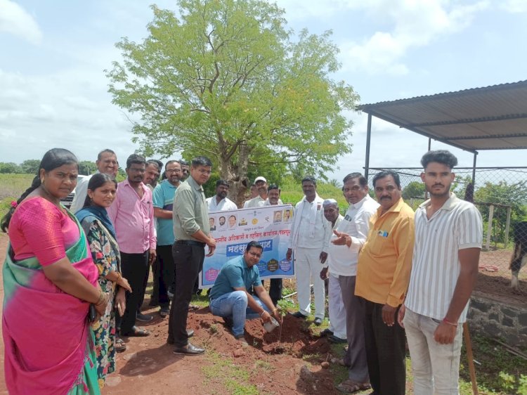 महसूल सप्ताह निमित्त पंढरपूर तालुक्यात वृक्षारोपण