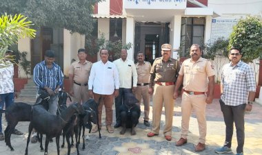 पंढरपूर तालुका पोलिसांकडून शेळ्या चोरी प्रकरणी आरोपीवर जबर गुन्हा दाखल  ◼️ शेळ्या चोरी प्रकरणी पंढरपूर तालुका पोलिसांनी तीन आरोपीकडून एकूण सहा शेळ्या एक विवो कंपनीचा मोबाईल रोख रक्कम व टेम्पो /615000/ रुपयांचा एकूण सहा लाख पंधरा हजार रुपयांचा मुद्देमाल पंढरपूर तालुका पोलिसांनी केला जप्त