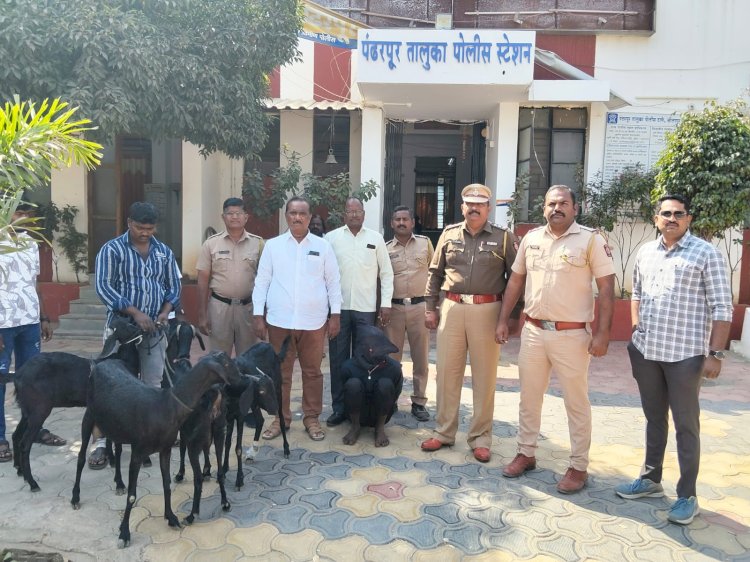 पंढरपूर तालुका पोलिसांकडून शेळ्या चोरी प्रकरणी आरोपीवर जबर गुन्हा दाखल  ◼️ शेळ्या चोरी प्रकरणी पंढरपूर तालुका पोलिसांनी तीन आरोपीकडून एकूण सहा शेळ्या एक विवो कंपनीचा मोबाईल रोख रक्कम व टेम्पो /615000/ रुपयांचा एकूण सहा लाख पंधरा हजार रुपयांचा मुद्देमाल पंढरपूर तालुका पोलिसांनी केला जप्त