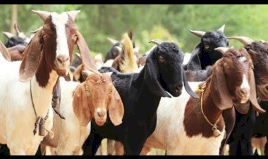 देगाव तेथून 40.000 हजार रू. किमतीच्या 15 शेळ्या  अज्ञात चोरट्याकडून लंपास  ◼️ शेळ्या चोरीची फिर्याद नोंदवून घेण्यास पोलिसांची टाळाटाळ बिचारा  शेळीपालन  शेतकरी हतबल